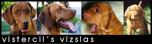 Vistercil's Vizslas